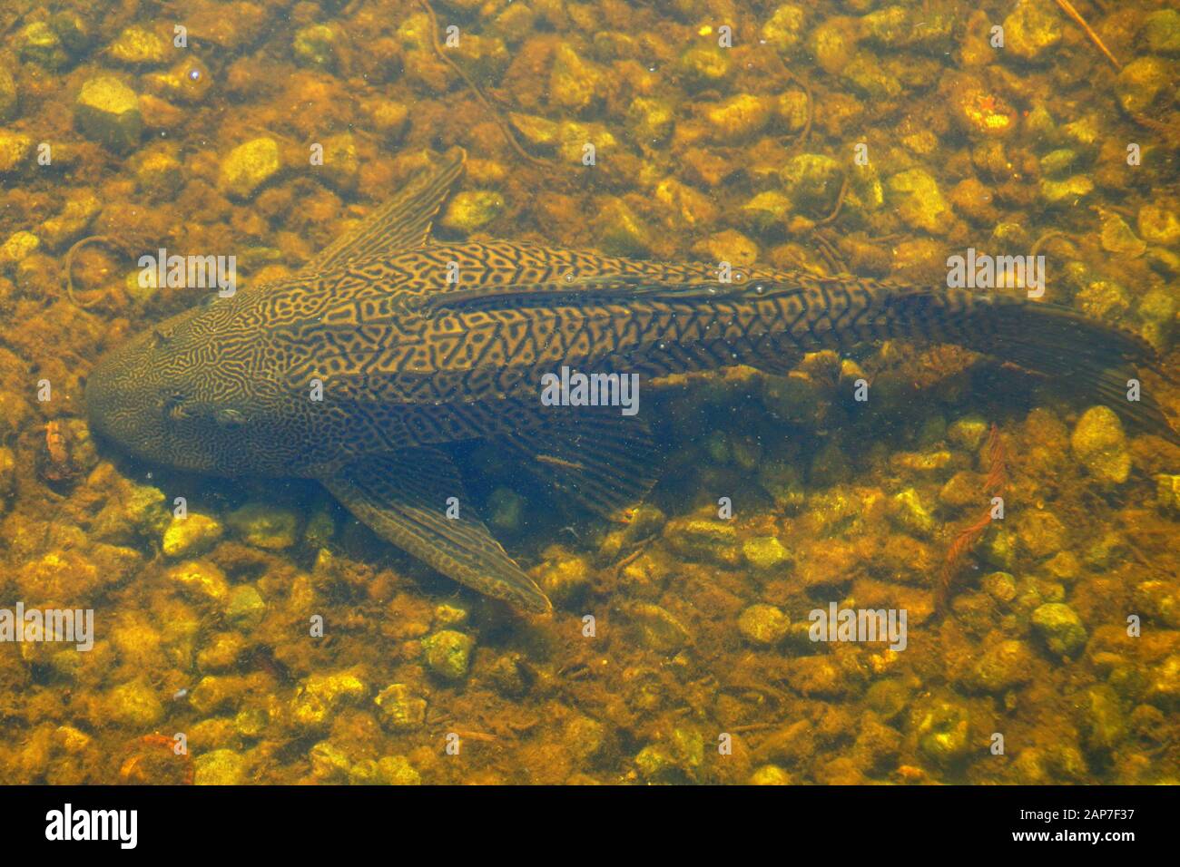 Un poisson pleco dans l'eau par Everglades, Floride, États-Unis Banque D'Images