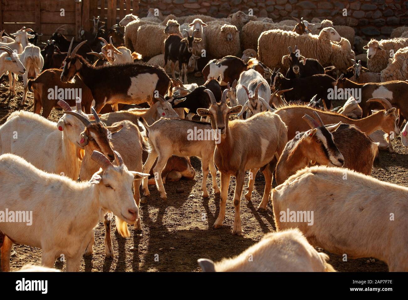 La chèvre se troupeau sur un corral près de Ruta 40, la Puna, Argentine Banque D'Images