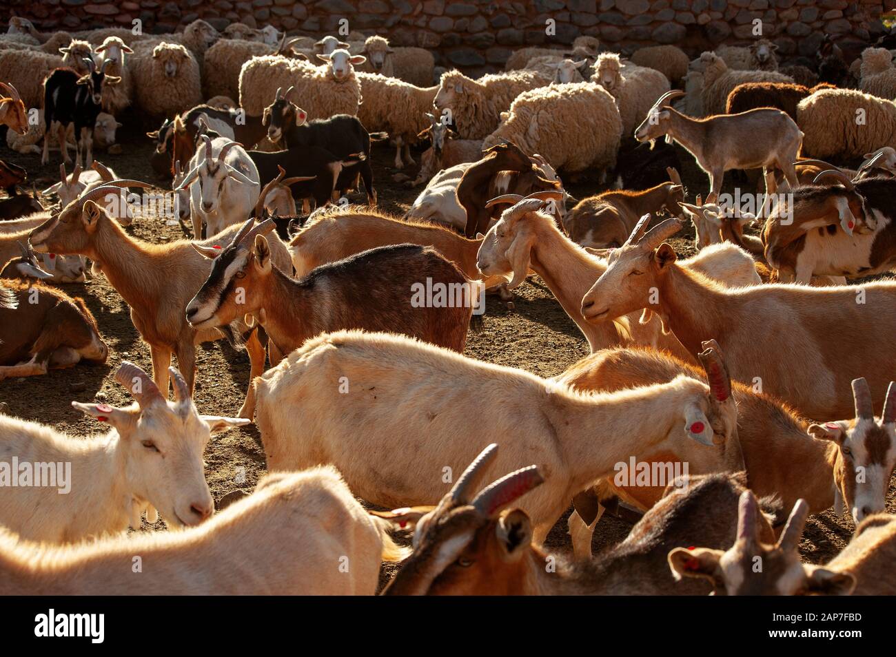 La chèvre se troupeau sur un corral près de Ruta 40, la Puna, Argentine Banque D'Images