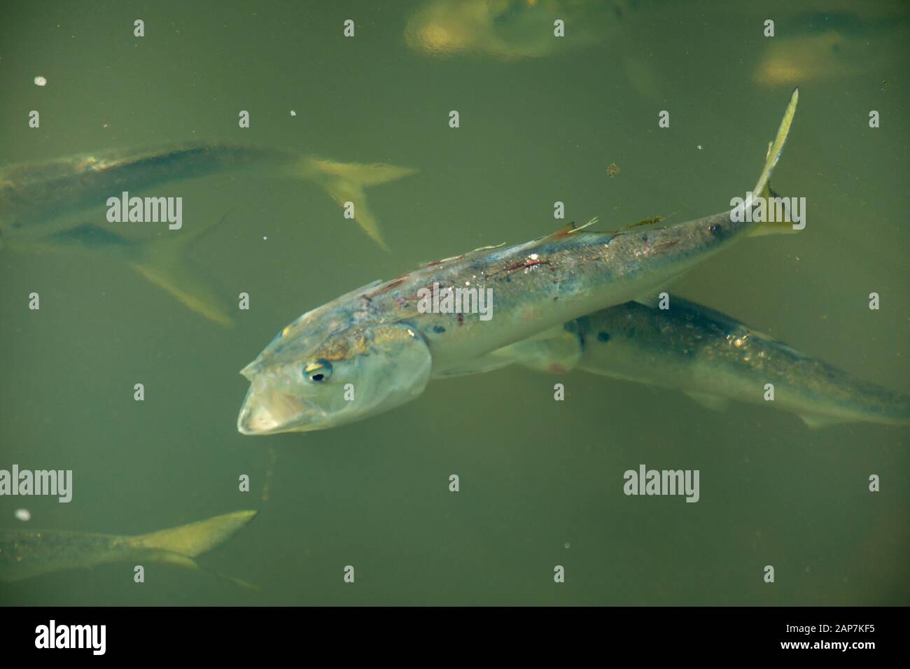 Baitfish de menhaden malade nageant avec des parasites. Banque D'Images Baitfish de menhaden malade nageant avec des parasites. Banque D'Images