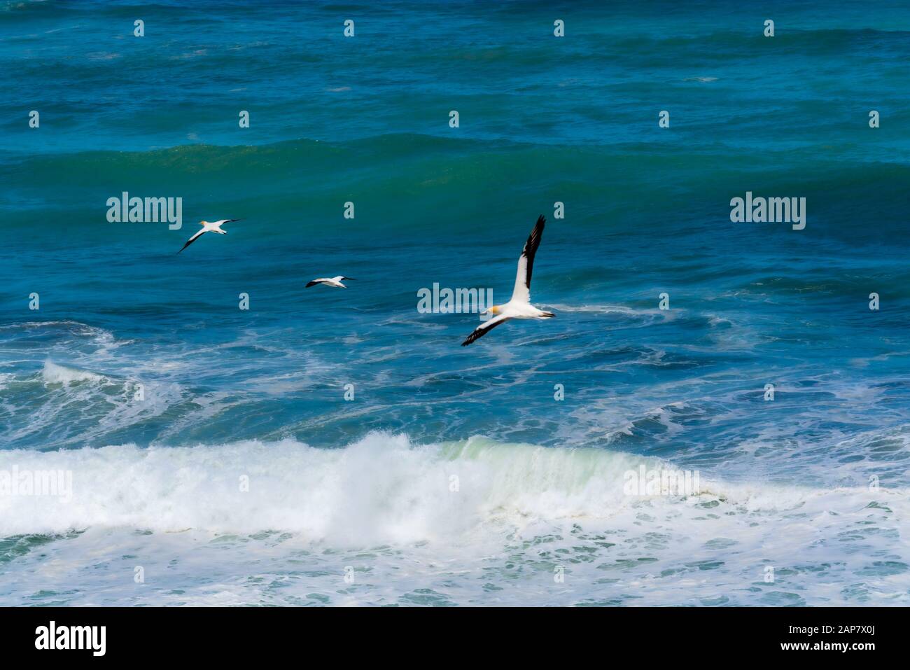 Vol De Gannet À Muriwai Banque D'Images