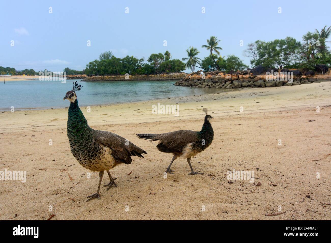 Chouette sauvage à la plage de Siloso sur l'île de Sentosa, Singapour Banque D'Images