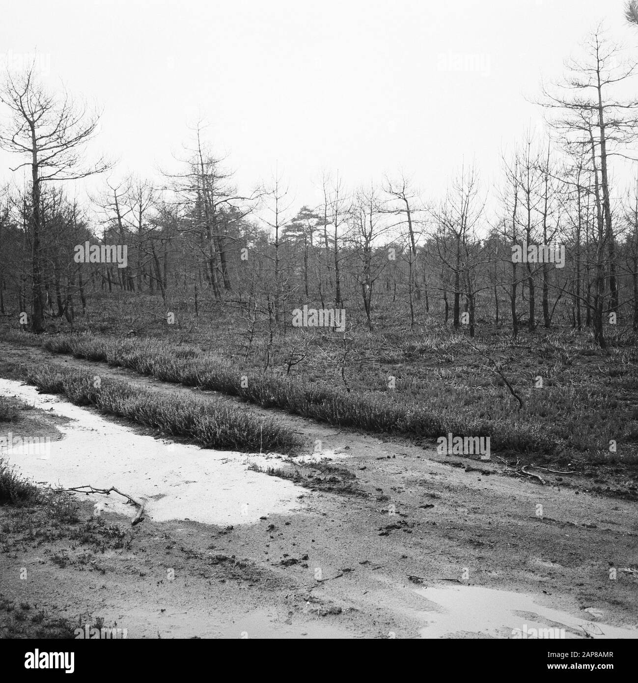 Feux de forêt et dégâts causés par les tempêtes, forêts, brûlés Date : non ondulés mots clés : feux de forêt et dégâts causés par les tempêtes, forêts, brûlés Banque D'Images