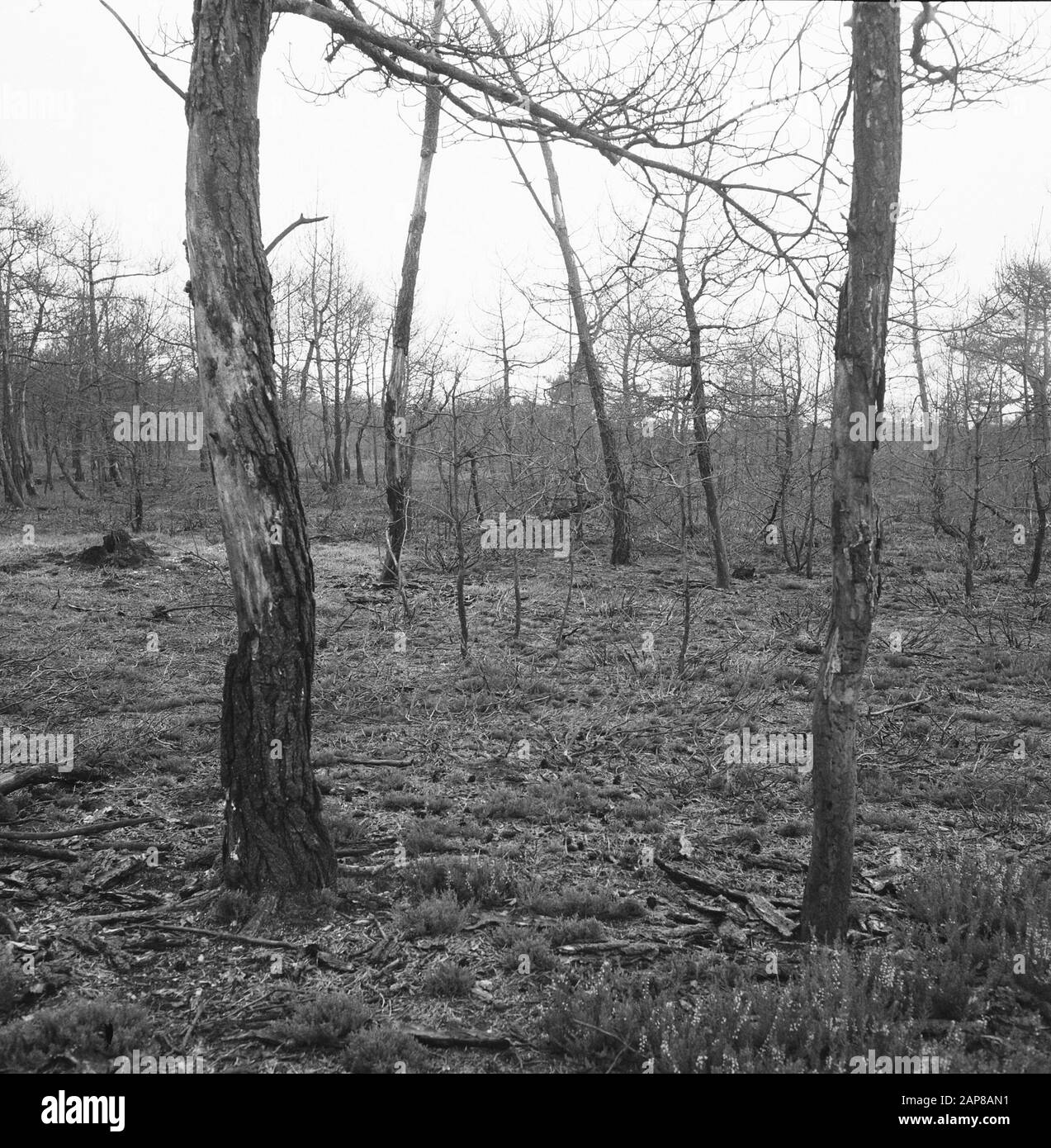 Feux de forêt et dégâts causés par les tempêtes, forêts, brûlés Date : non ondulés mots clés : feux de forêt et dégâts causés par les tempêtes, forêts, brûlés Banque D'Images