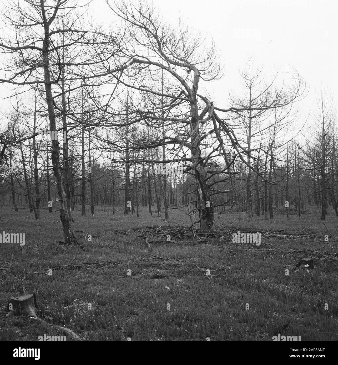 Feux de forêt et dégâts causés par les tempêtes, forêts, brûlés Date : non ondulés mots clés : feux de forêt et dégâts causés par les tempêtes, forêts, brûlés Banque D'Images