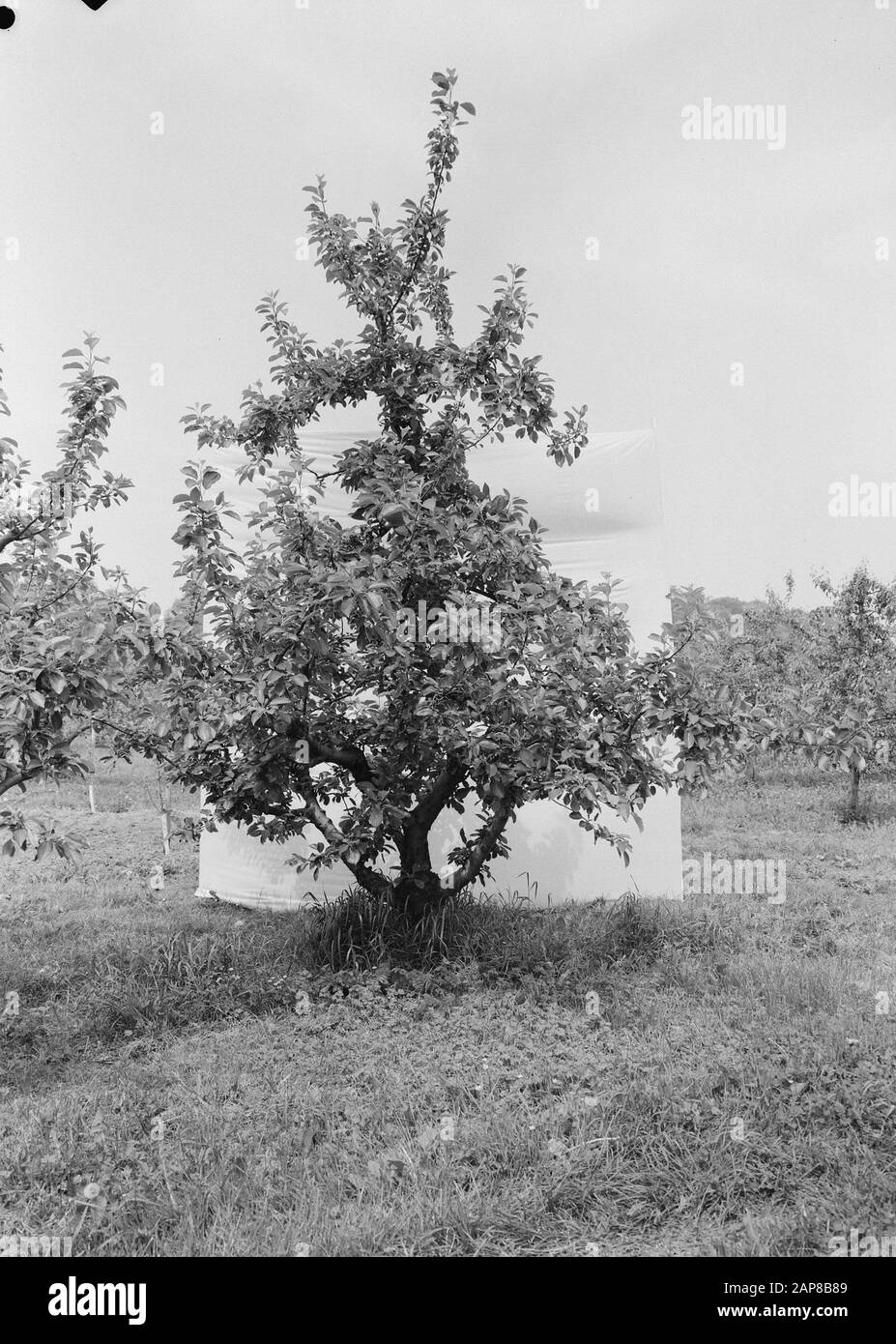 22 ans Date: Juin 1963 lieu: Bois mots clés: Vergers, culture de fruits, écoles Nom personnel: James grieve II Banque D'Images