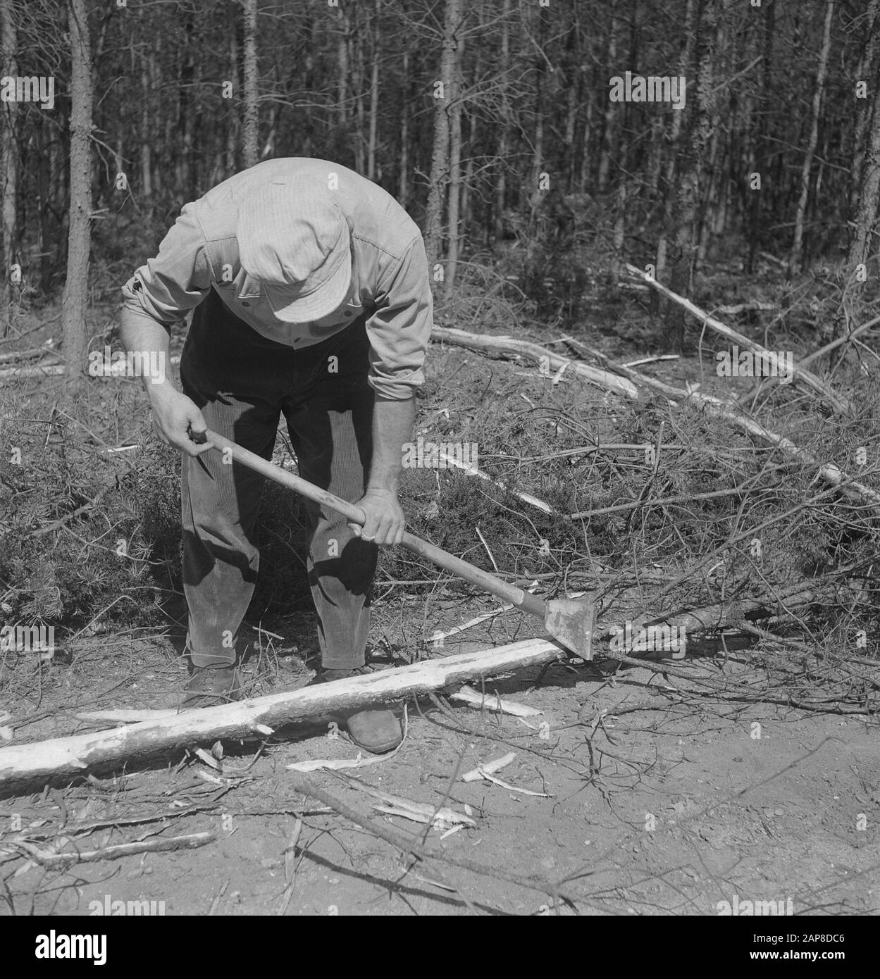 Arbres, scies, ouvrages Date: Non daté mots clés: Arbres, ouvrages, scies Banque D'Images