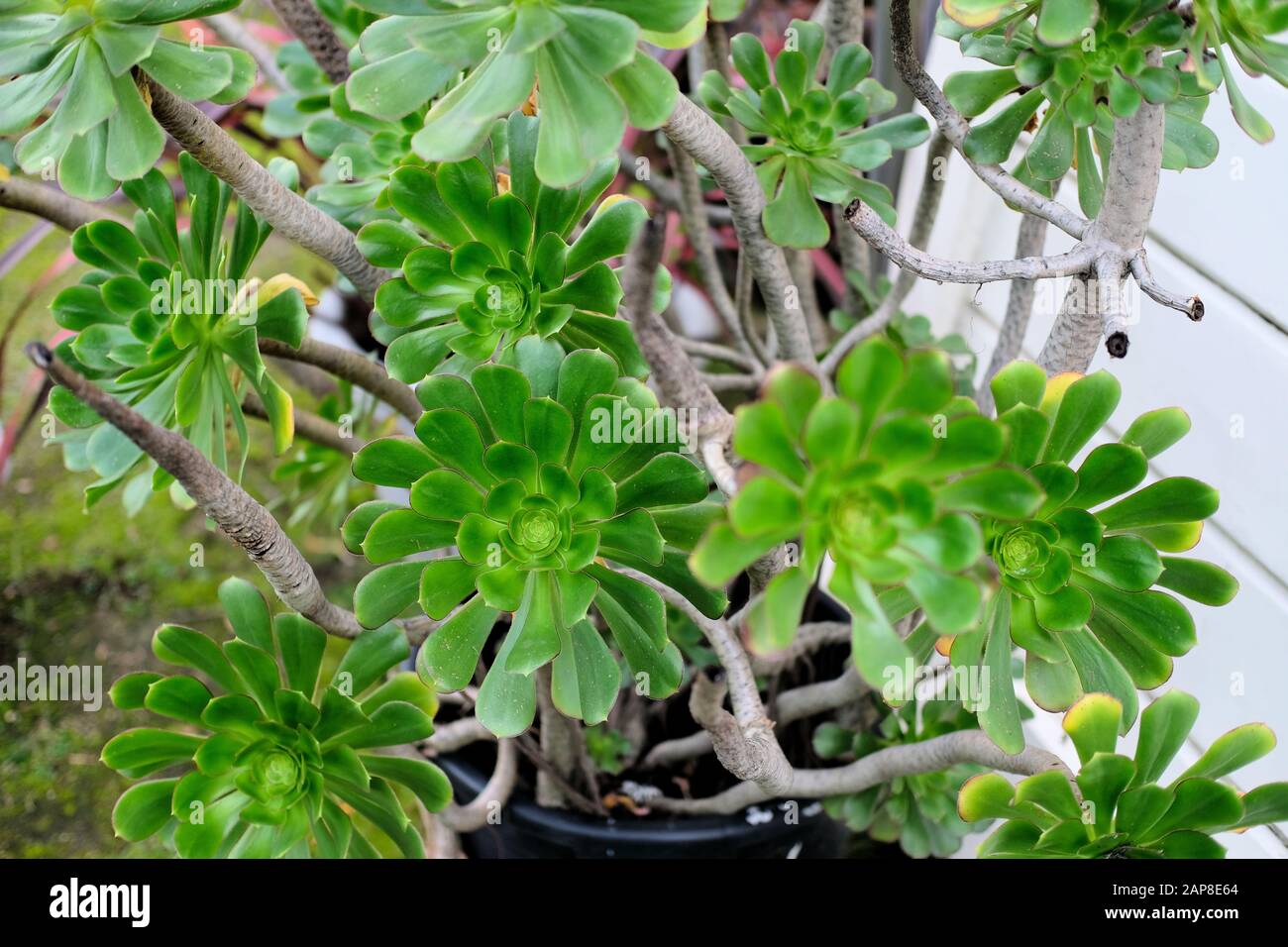 Adonim arboreum; rosette d'un aeonium arboré, avec branches et tiges venant d'une casserole dans un jardin extérieur. Banque D'Images