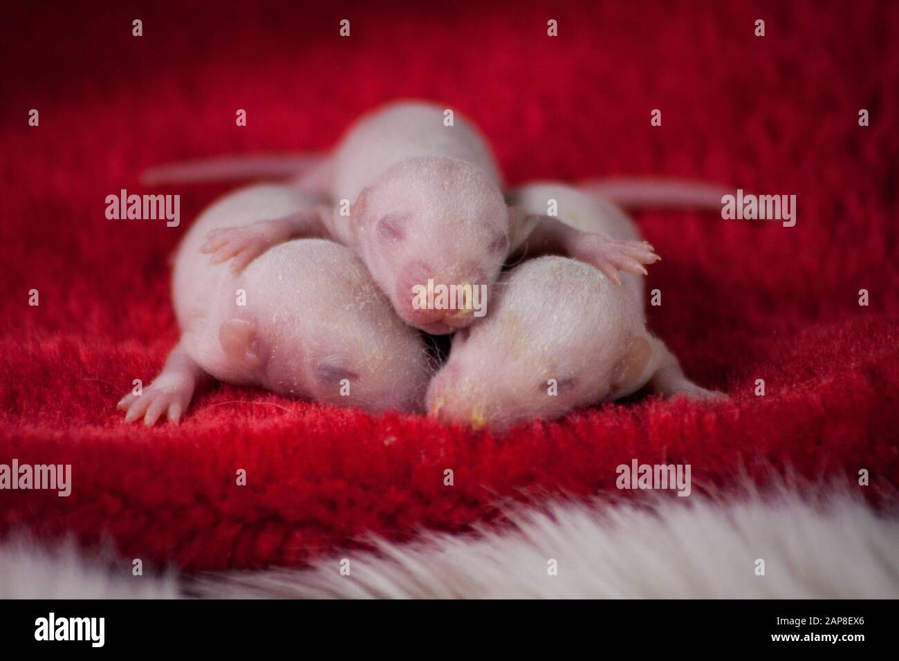 Calendrier Lunaire Chinois Banque D Image Et Photos Alamy