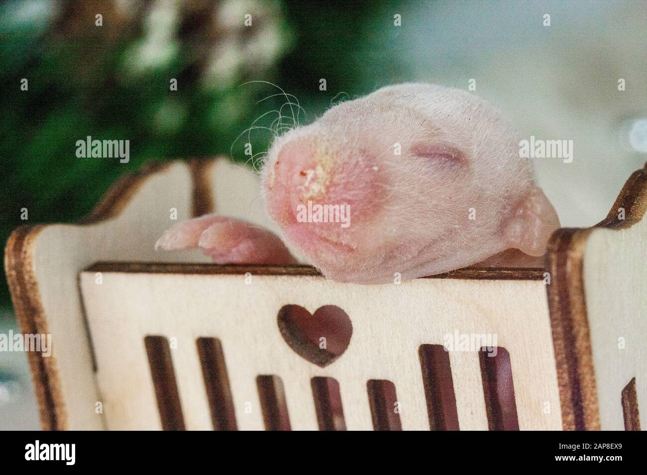 Les Bebes Rats Sont Des Nouveau Nes Dans Un Berceau En Bois Symbole Du Calendrier Chinois Photo Stock Alamy