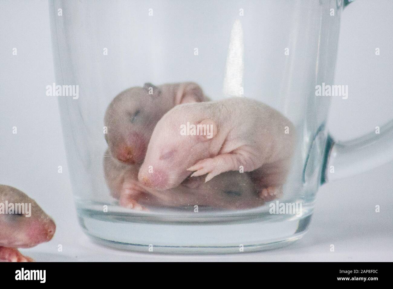 Baby Rats Banque D Image Et Photos Alamy Baby Rats Banque D Image Et Photos Alamy