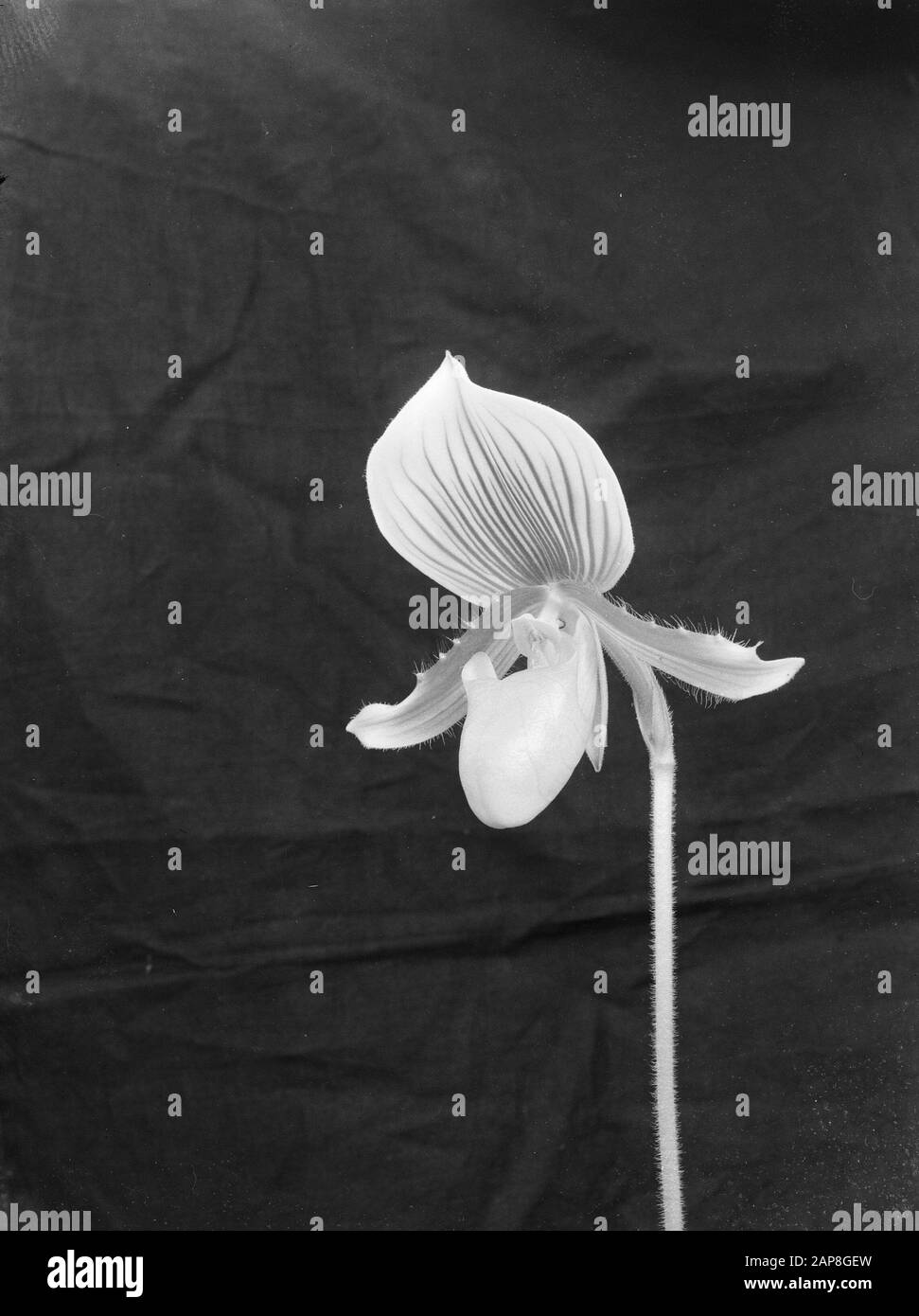 Fleurs Date : 24 Décembre 1946 Mots Clés : Fleurs Banque D'Images