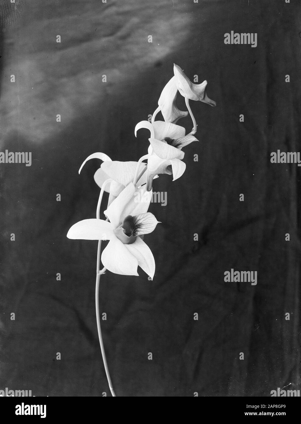 Fleurs Date : 24 Décembre 1946 Mots Clés : Fleurs Banque D'Images