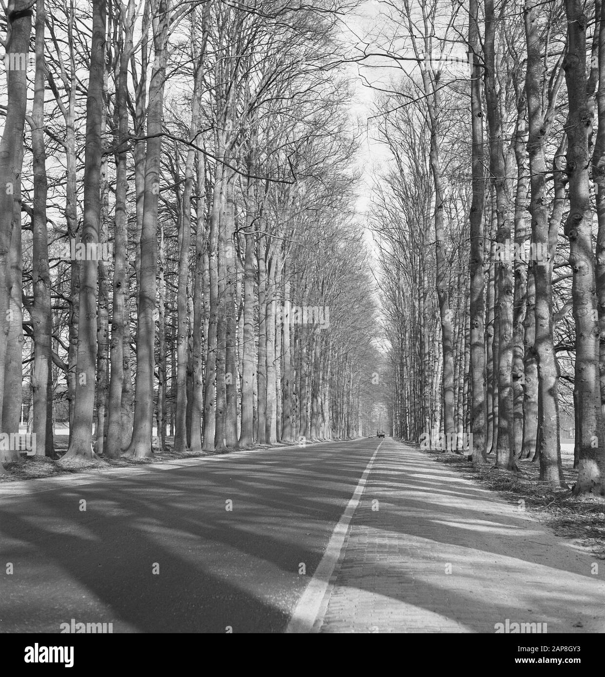 Arbres, routes Date: Non daté mots clés: Arbres, routes Banque D'Images Arbres, routes Date: Non daté mots clés: Arbres, routes Banque D'Images