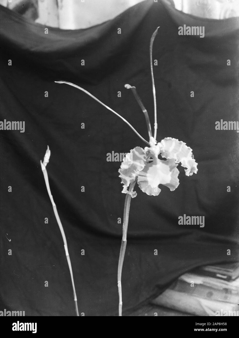 Fleurs Date : 24 Décembre 1946 Mots Clés : Fleurs Banque D'Images