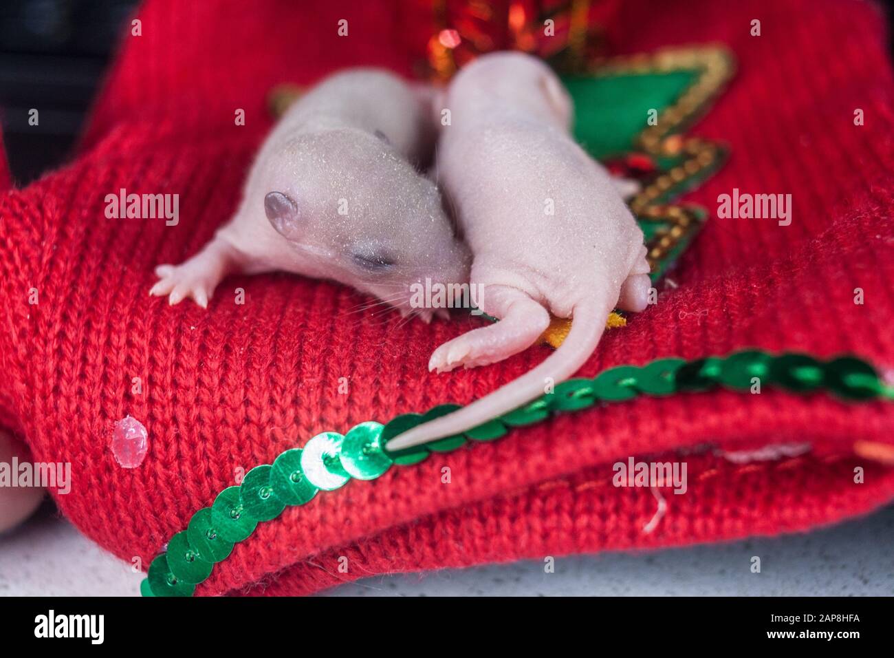 Rats De Bebe Sur Tissu De Noel Symbole Du Calendrier Chinois Photo Stock Alamy