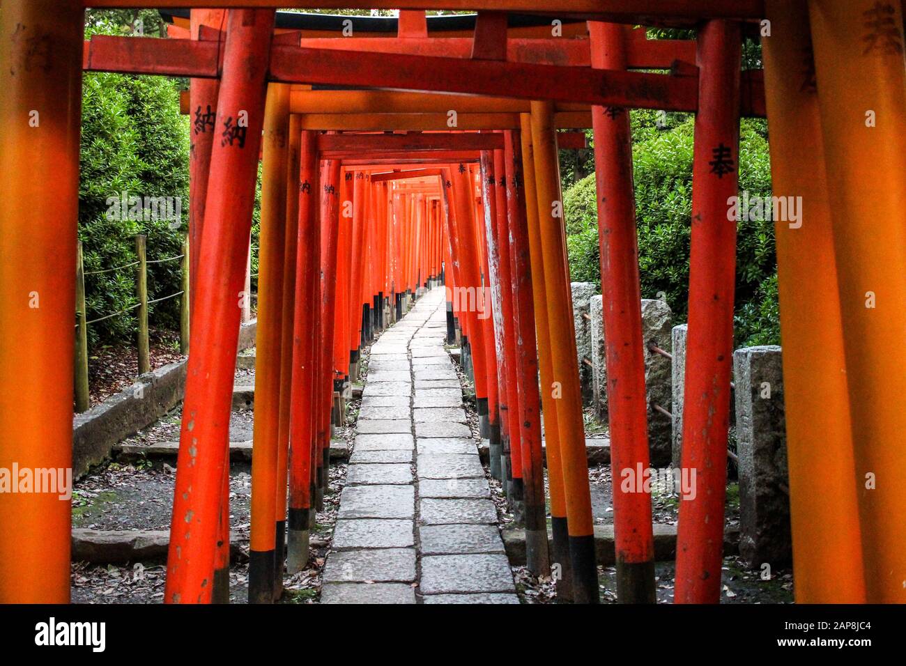 Torii Gate Tunnel Au Sanctuaire Nezu De Tokyo Banque D'Images