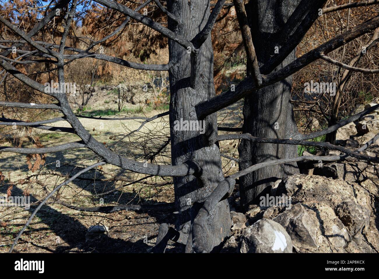 Arbres brûlés. Conséquences des feux de forêt. Catastrophes naturelles. Banque D'Images