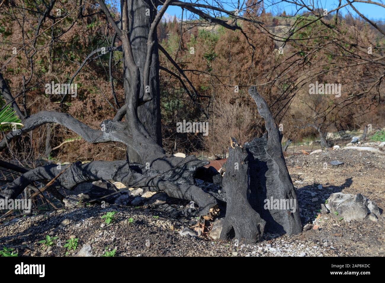 Arbres brûlés. Conséquences des feux de forêt. Catastrophes naturelles. Banque D'Images