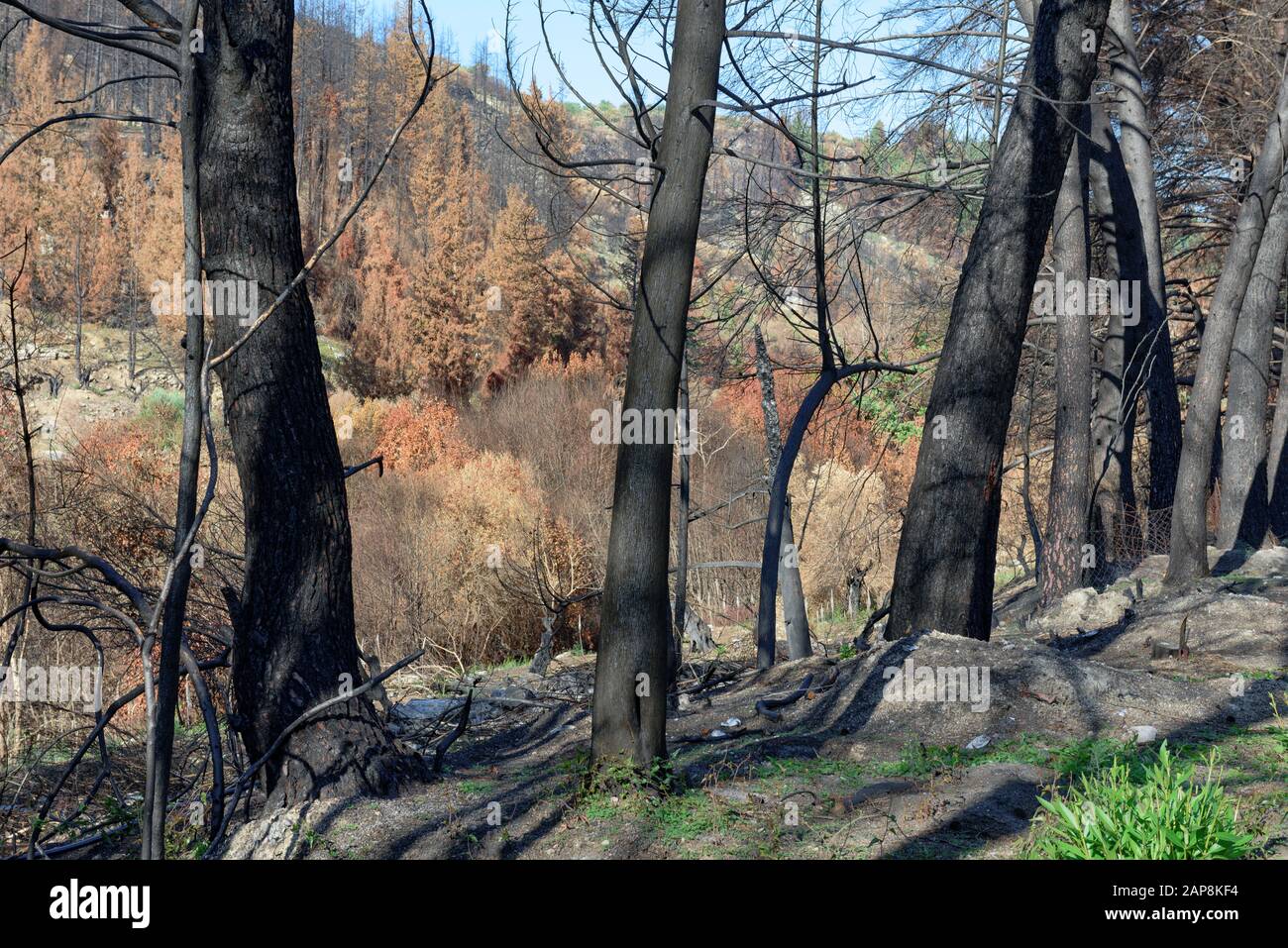 Arbres brûlés. Conséquences des feux de forêt. Catastrophes naturelles. Banque D'Images