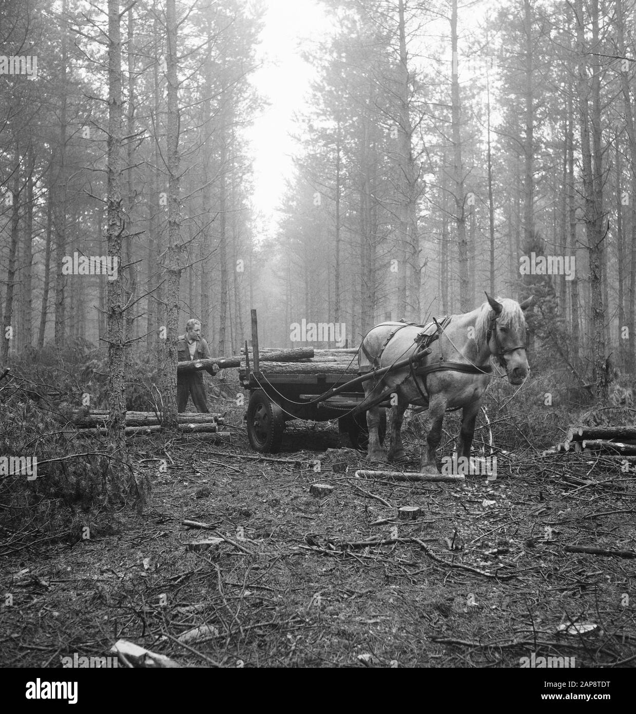 Foresterie, travailleurs, cheval et transport, grumes, chargement Date: Non daté mots clés: Travailleurs, troncs d'arbres, menuiserie, chargement, cheval et voiture Banque D'Images