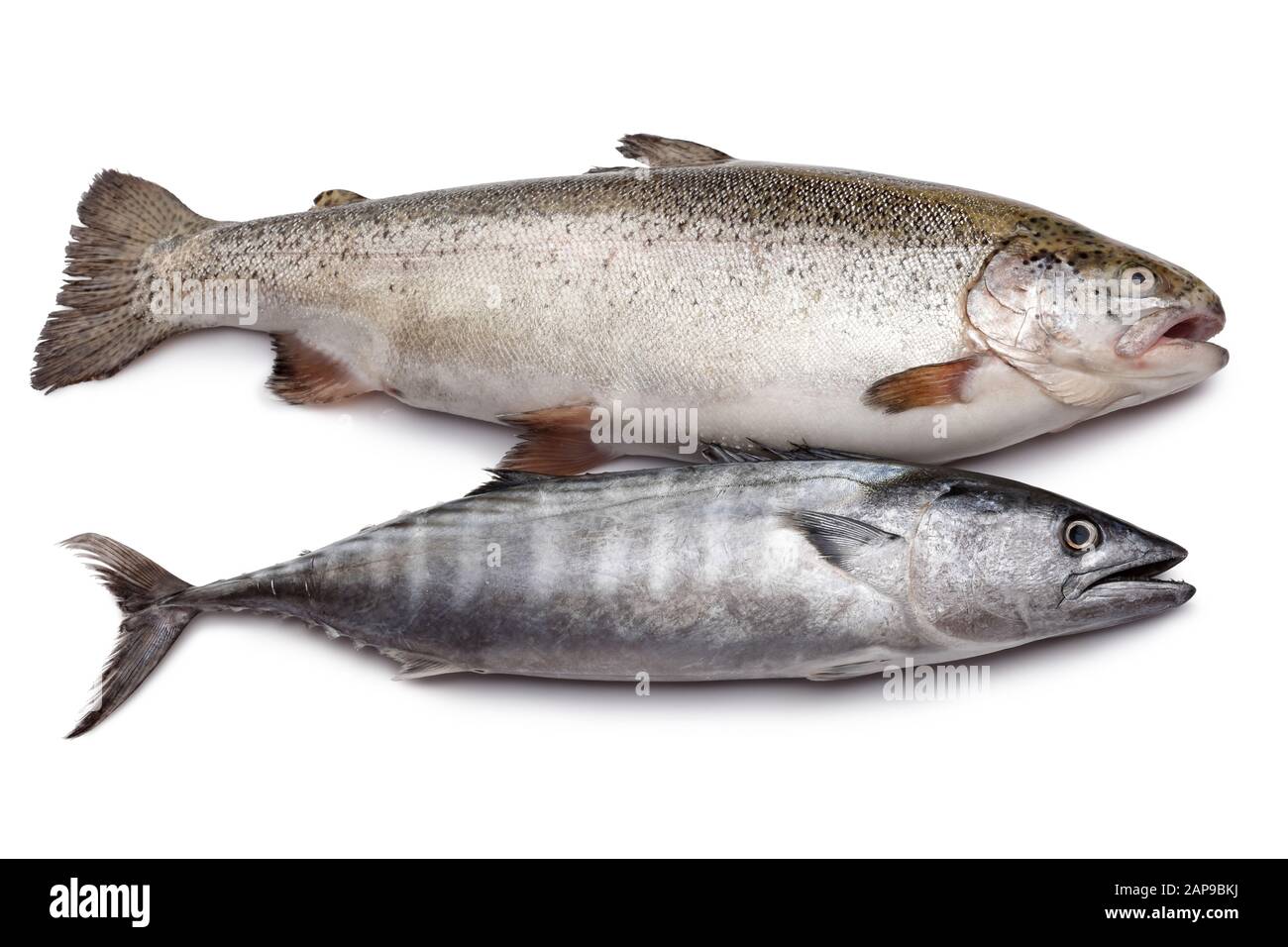 Poisson frais Bonito et saumon isolé sur fond blanc Banque D'Images