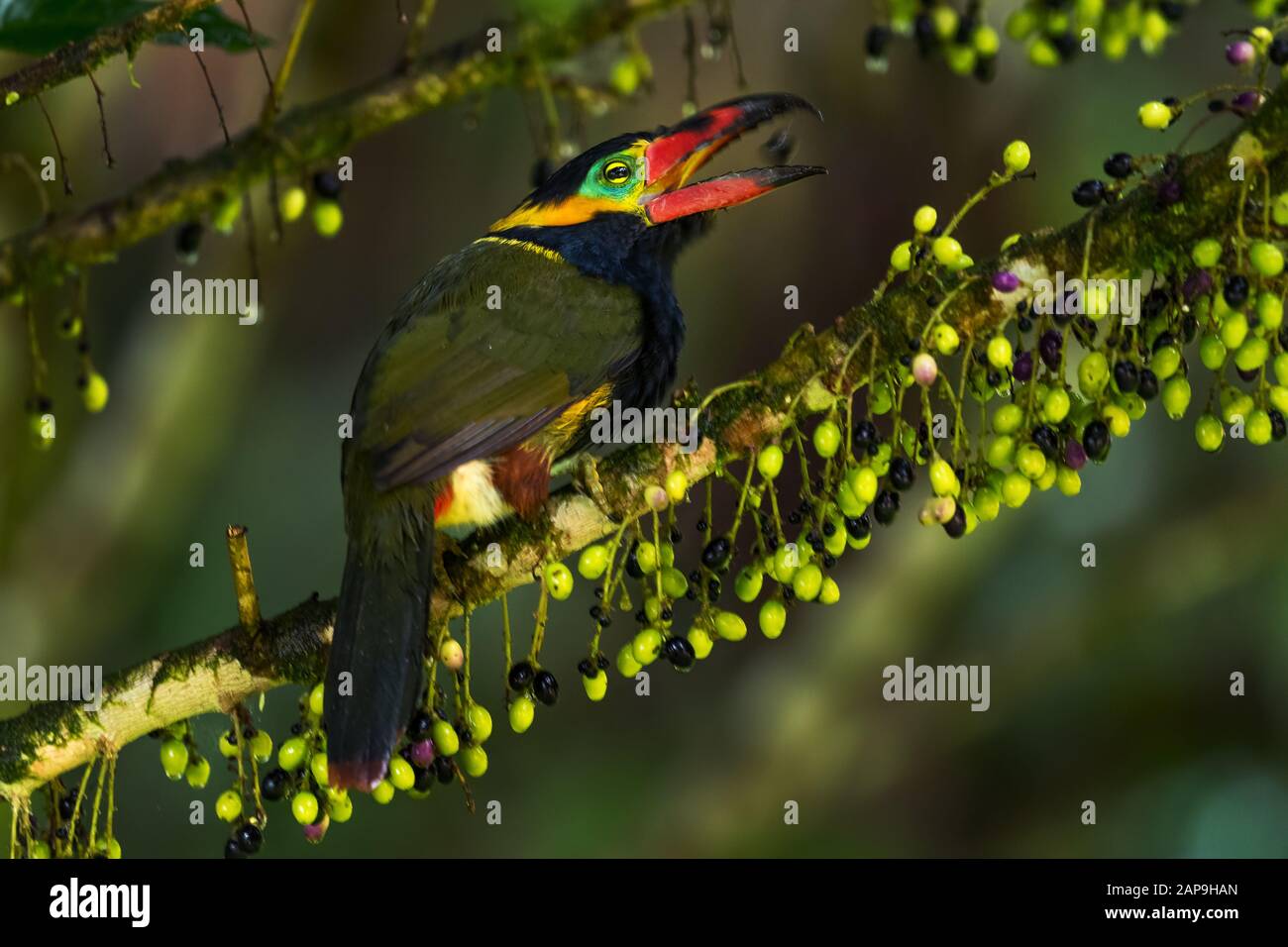 Toucanet de Collared d'or - Selenidera reinwardtii, beau toucanet timide des forêts sud-américaines, Sumaco sauvage, Équateur. Banque D'Images