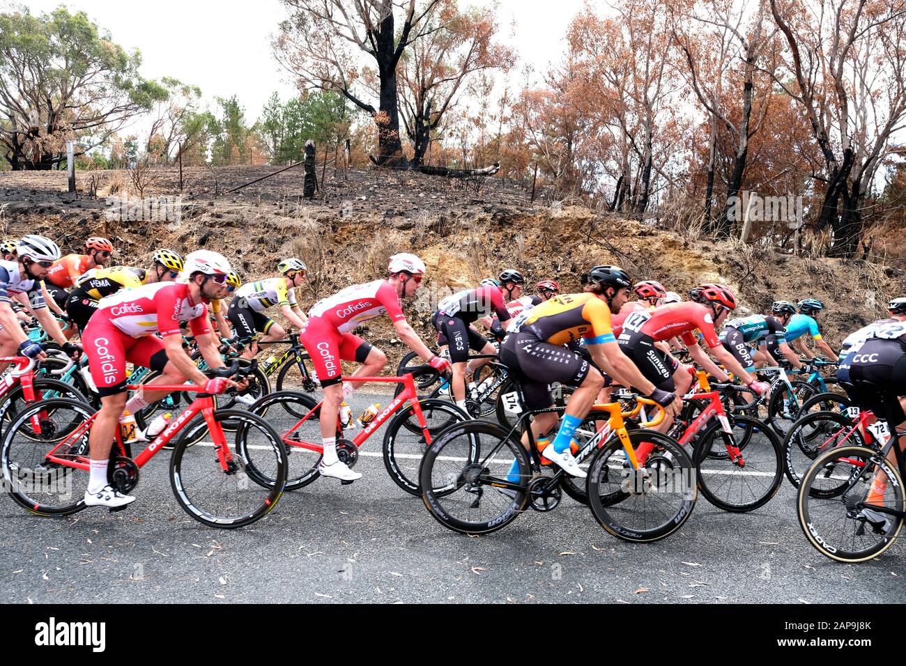 Adelaïde Hills, Australie. 22 Janvier 2020. Les coureurs de la deuxième étape du Tour Descendent Sous la course à vélo passant par les collines d'Adélaïde en Australie. La région a subi des dommages dans les récents feux de brousse. Vingt équipes internationales de 7 coureurs composent le Tour de cette année. Crédit: Russell Mountford/Alay Live News. Banque D'Images