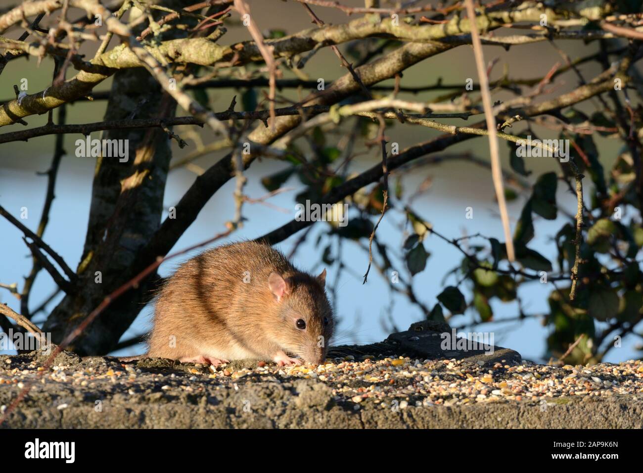 Rat brun Rathus novegiaus manger des graines de nourriture d'oiseau laissé sur un mur Banque D'Images