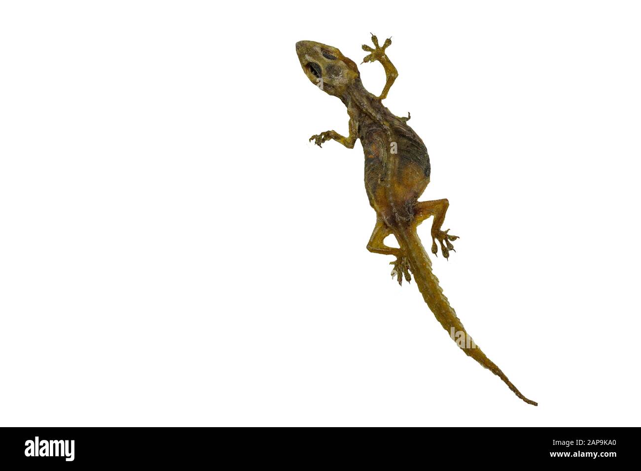L'image d'un petit reptile appelé lézard Qui est mort pendant longtemps, jusqu'à ce que la peau soit sèche, laissant seulement les restes. Isoler sur le backgrou blanc Banque D'Images