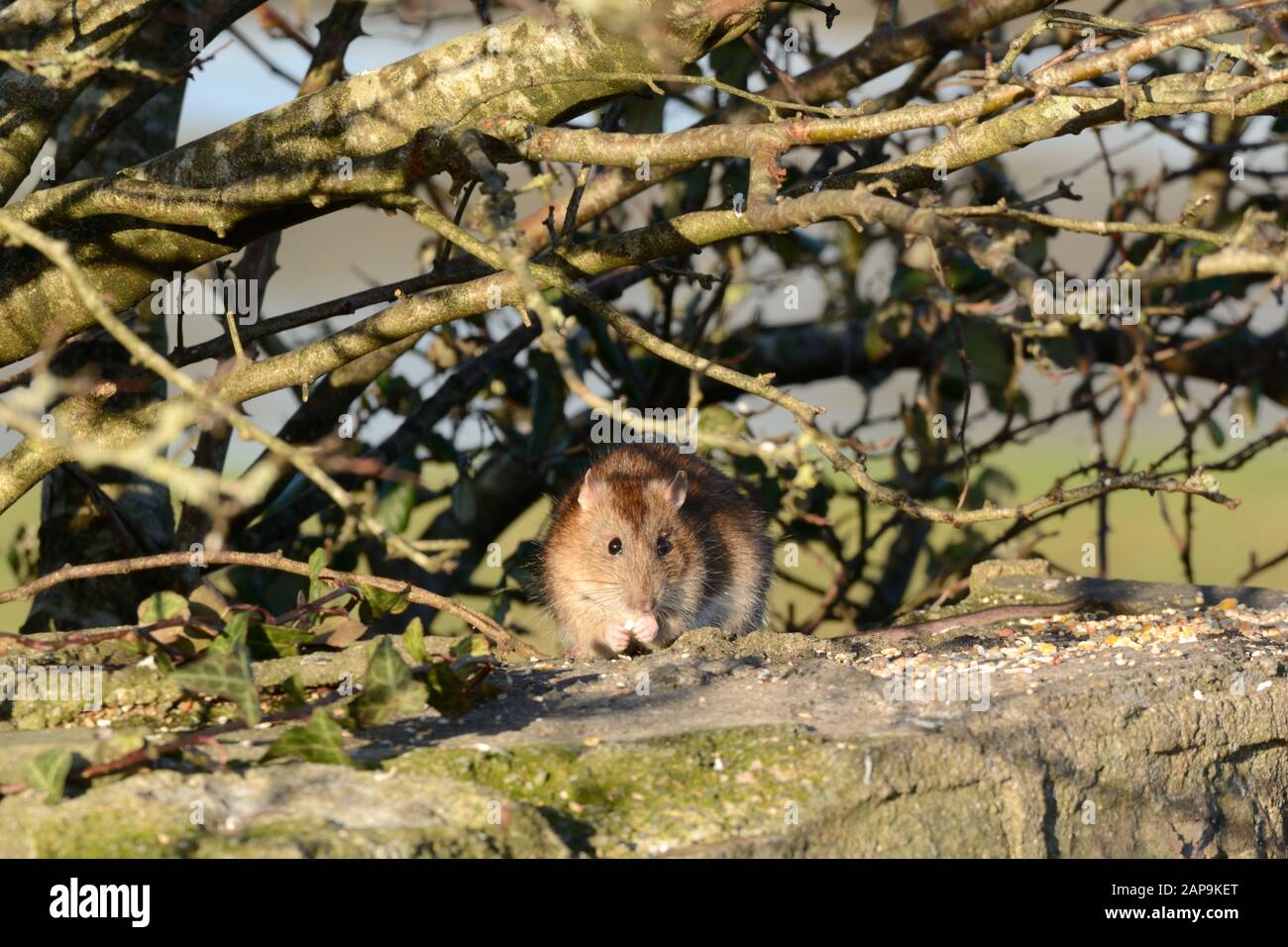 Rat brun Rathus novegiaus manger des graines de nourriture d'oiseau laissé sur un mur Banque D'Images