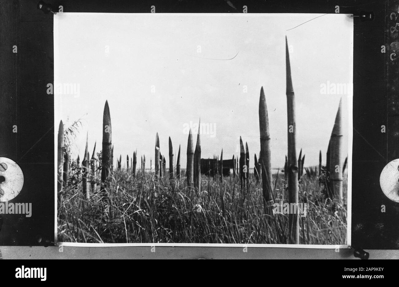 Le bambou est le fer de lance dans le sol comme déclaration de défense militaire Annotation: Repronegative Date: 1945 lieu: Japon mots clés: Aviation, seconde Guerre mondiale Banque D'Images