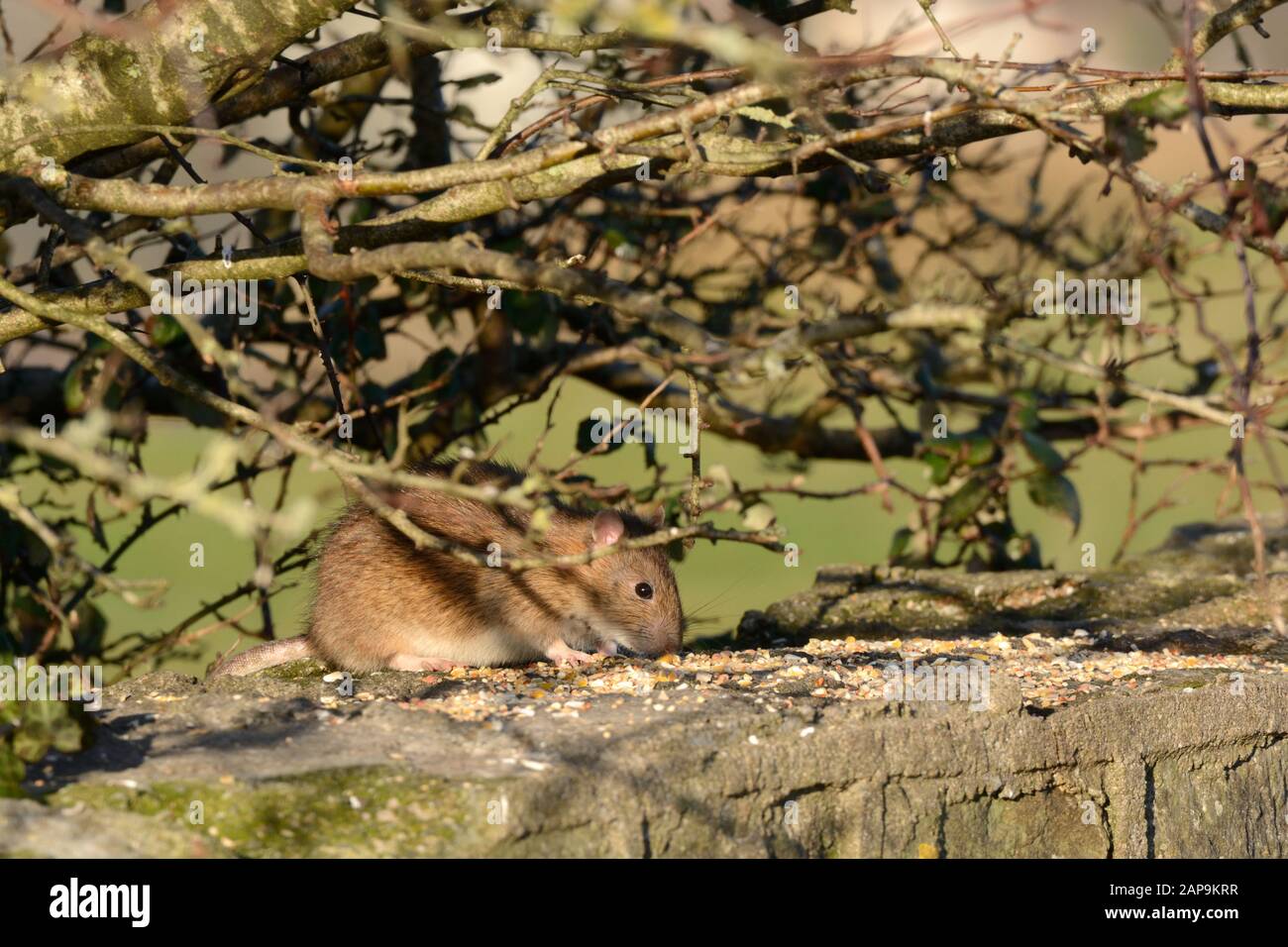 Rat brun Rathus novegiaus manger des graines de nourriture d'oiseau laissé sur un mur Banque D'Images