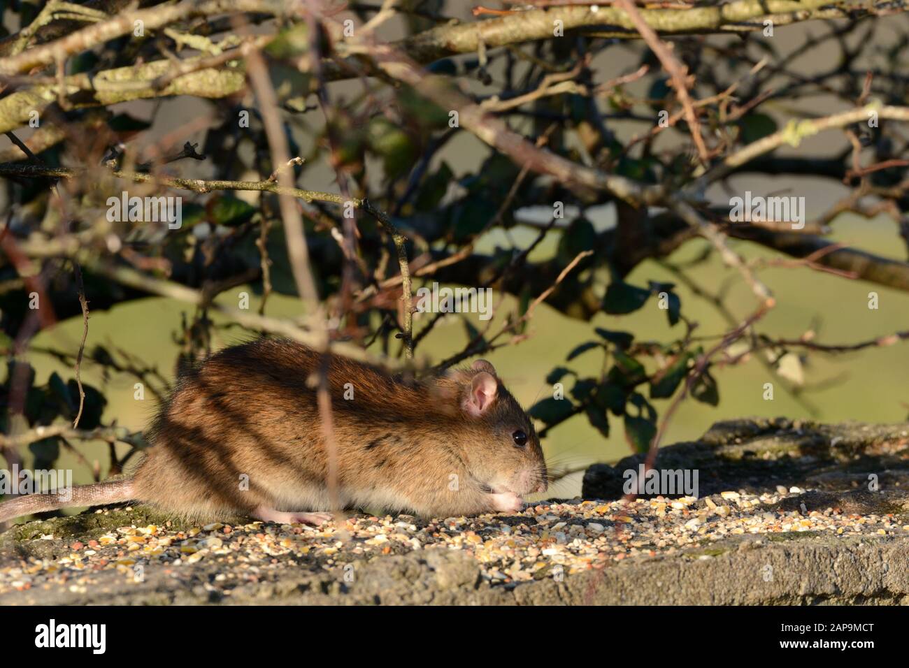 Rat brun Rathus novegiaus manger des graines de nourriture d'oiseau laissé sur un mur Banque D'Images