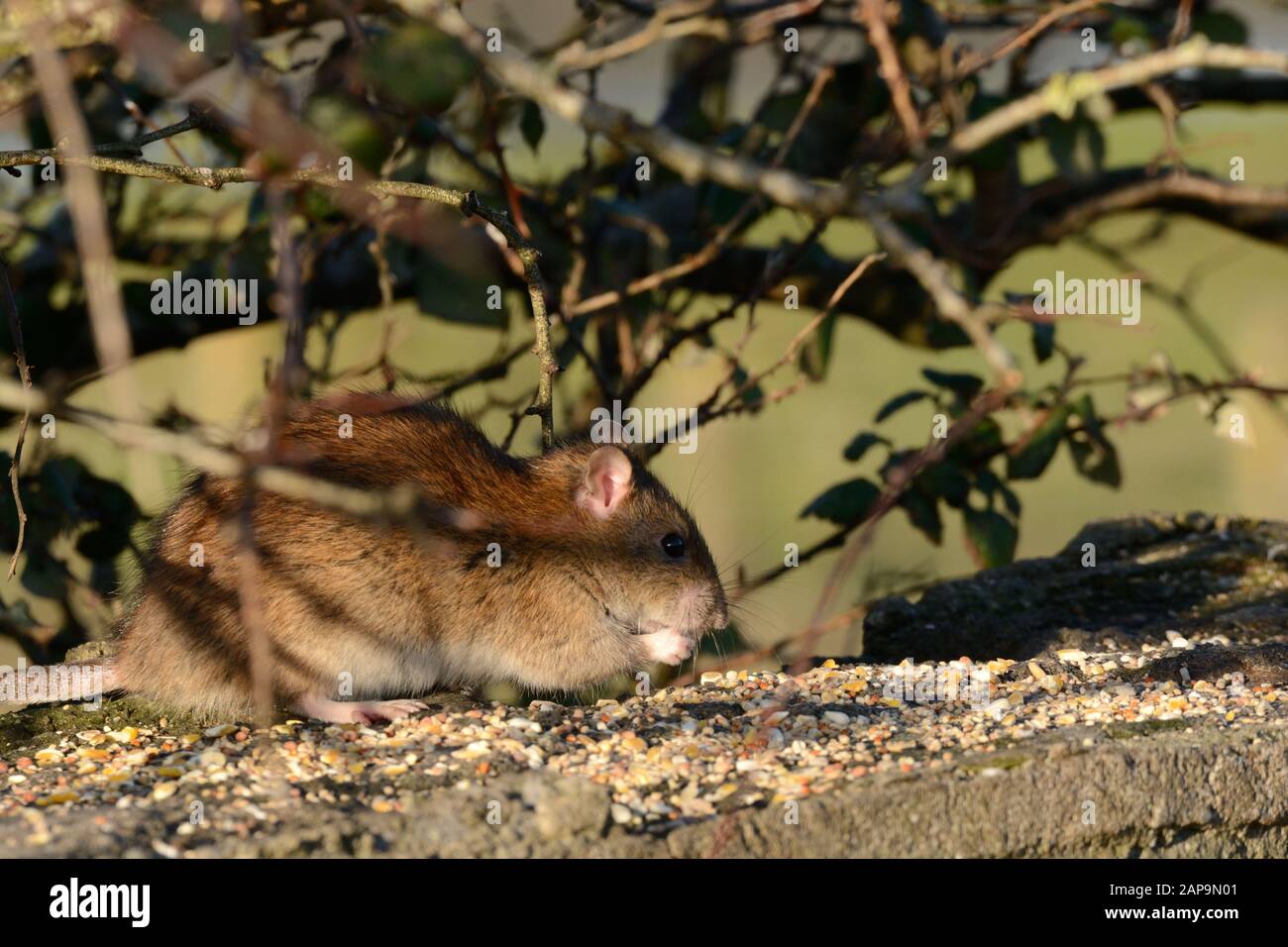 Rat brun Rathus novegiaus manger des graines de nourriture d'oiseau laissé sur un mur Banque D'Images