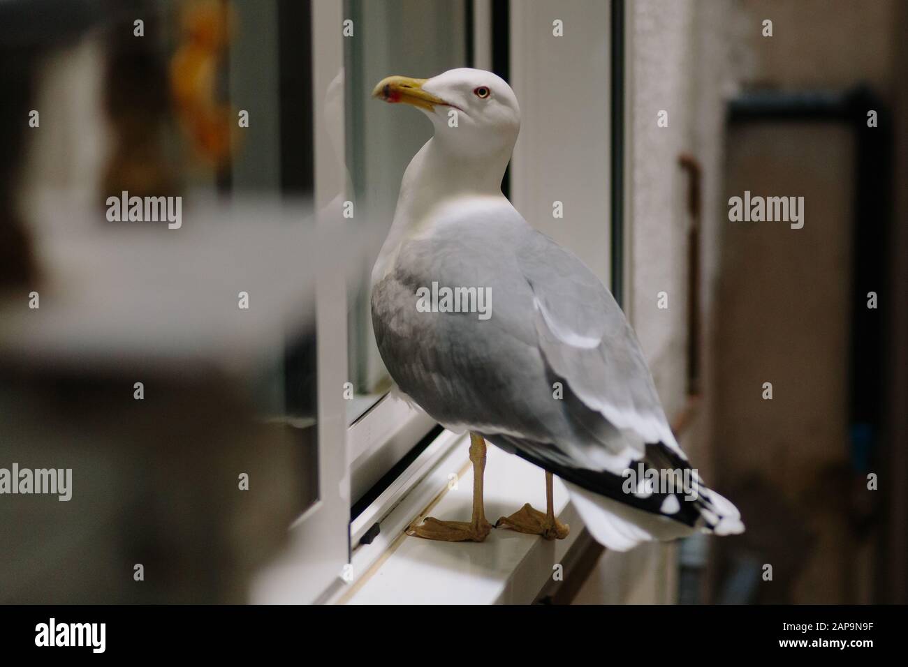 Portrait des oiseaux mouettes reposant sur une fenêtre fermée urbaine Banque D'Images