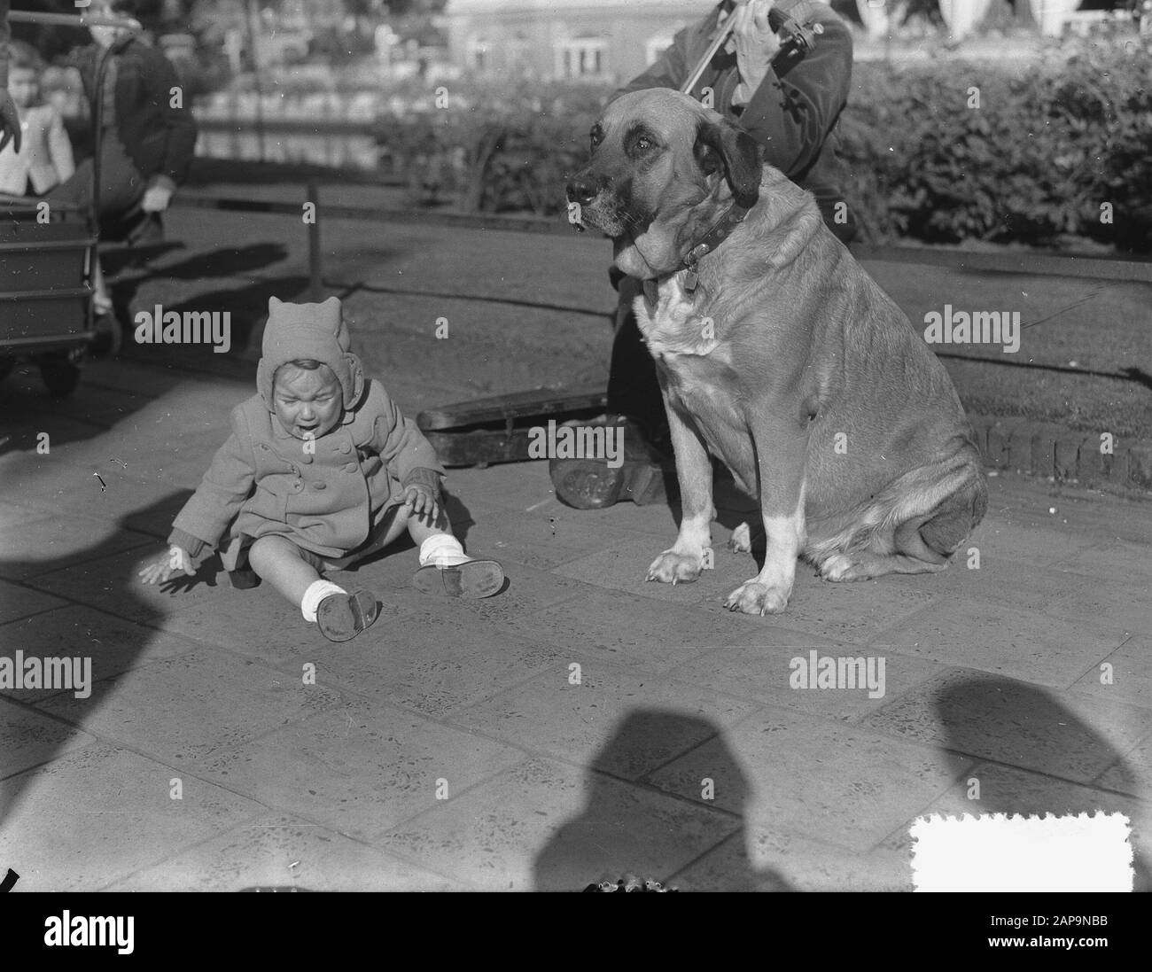 Jour des animaux bébé avec grand chien Date : 3 octobre 1951 mots clés : Journée des animaux, enfants, chiens Banque D'Images
