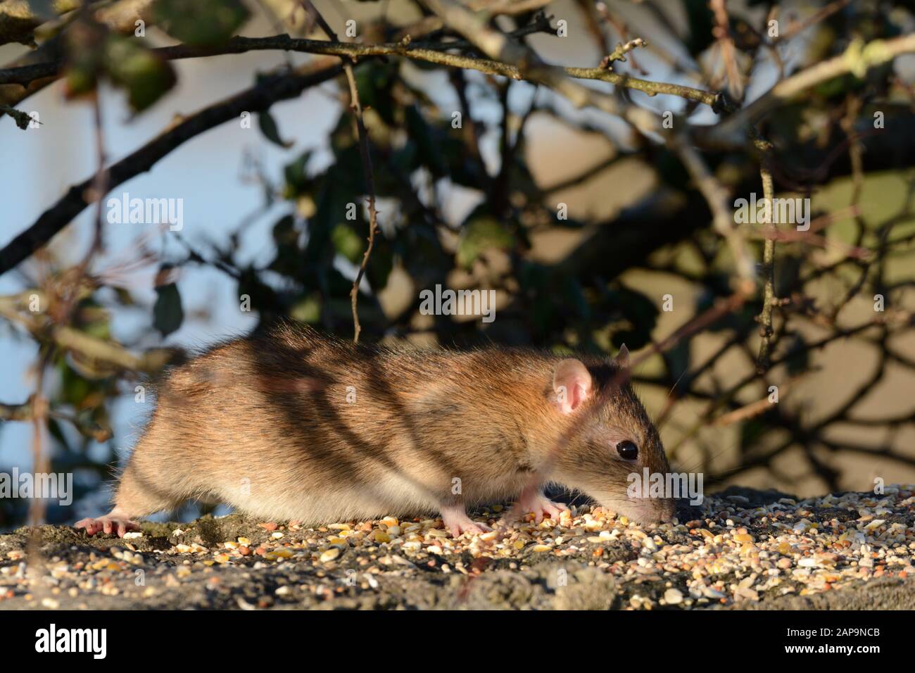 Rat brun Rathus novegiaus manger des graines de nourriture d'oiseau laissé sur un mur Banque D'Images