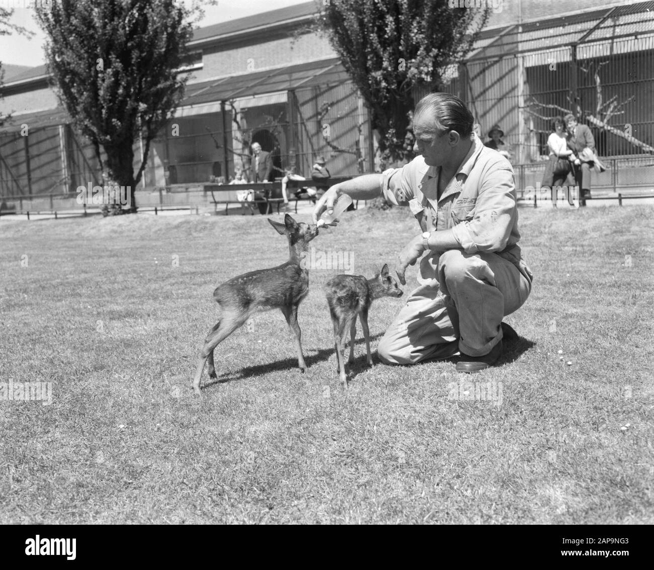 Artis apporte deux roes sauvages avec bouteille grande Date: 8 juin 1962 lieu: Amsterdam mots clés: Zoos, cerf Nom de l'institution: Artis Banque D'Images