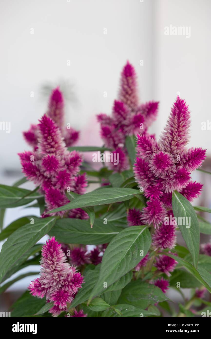 Fleurs roses de celosia argentea ou plume celosia ou plumed celosia. Banque D'Images