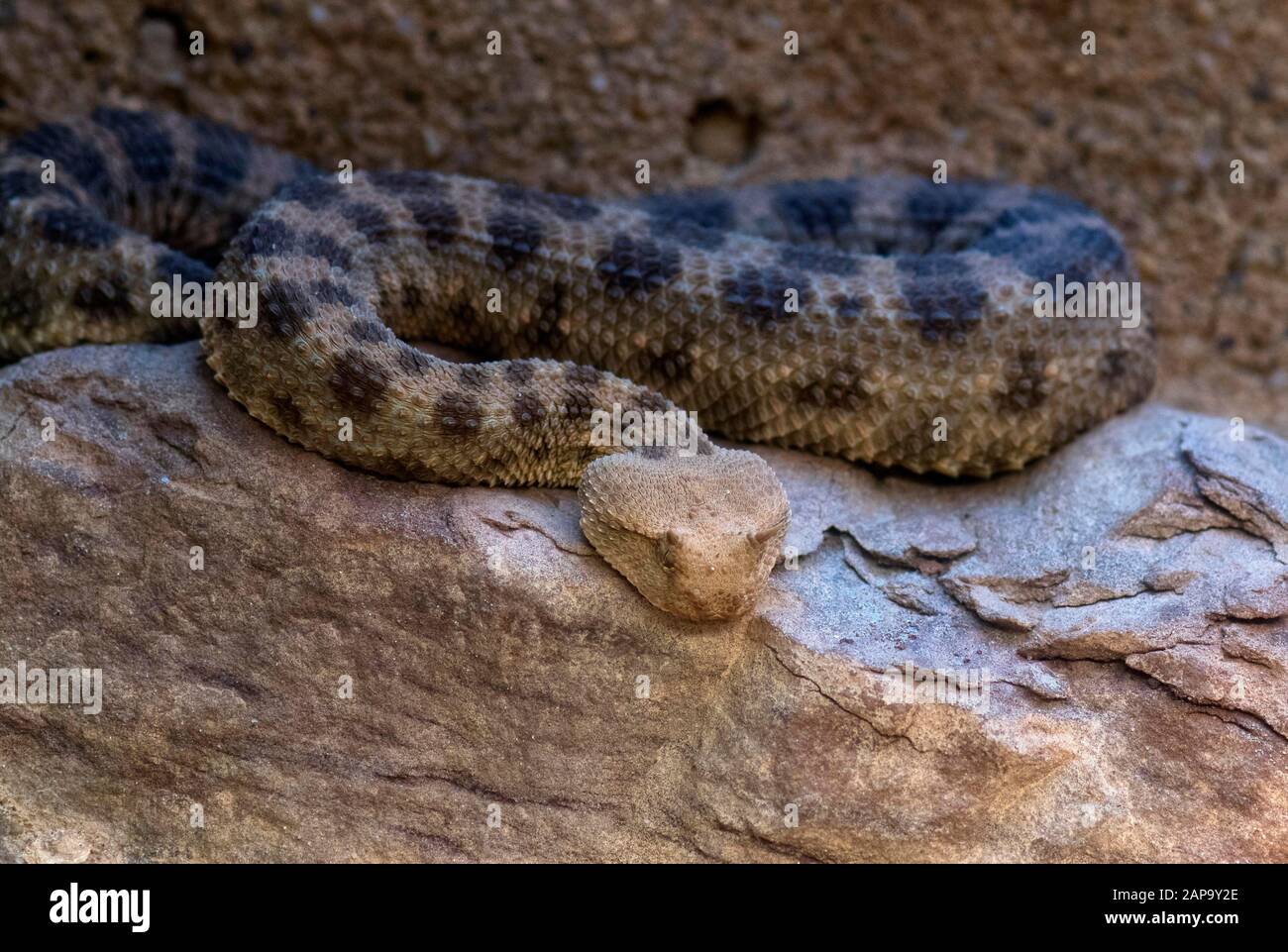 Vipère venimeux (Cerates ceraches), captif, Occurrence Afrique du Nord Banque D'Images