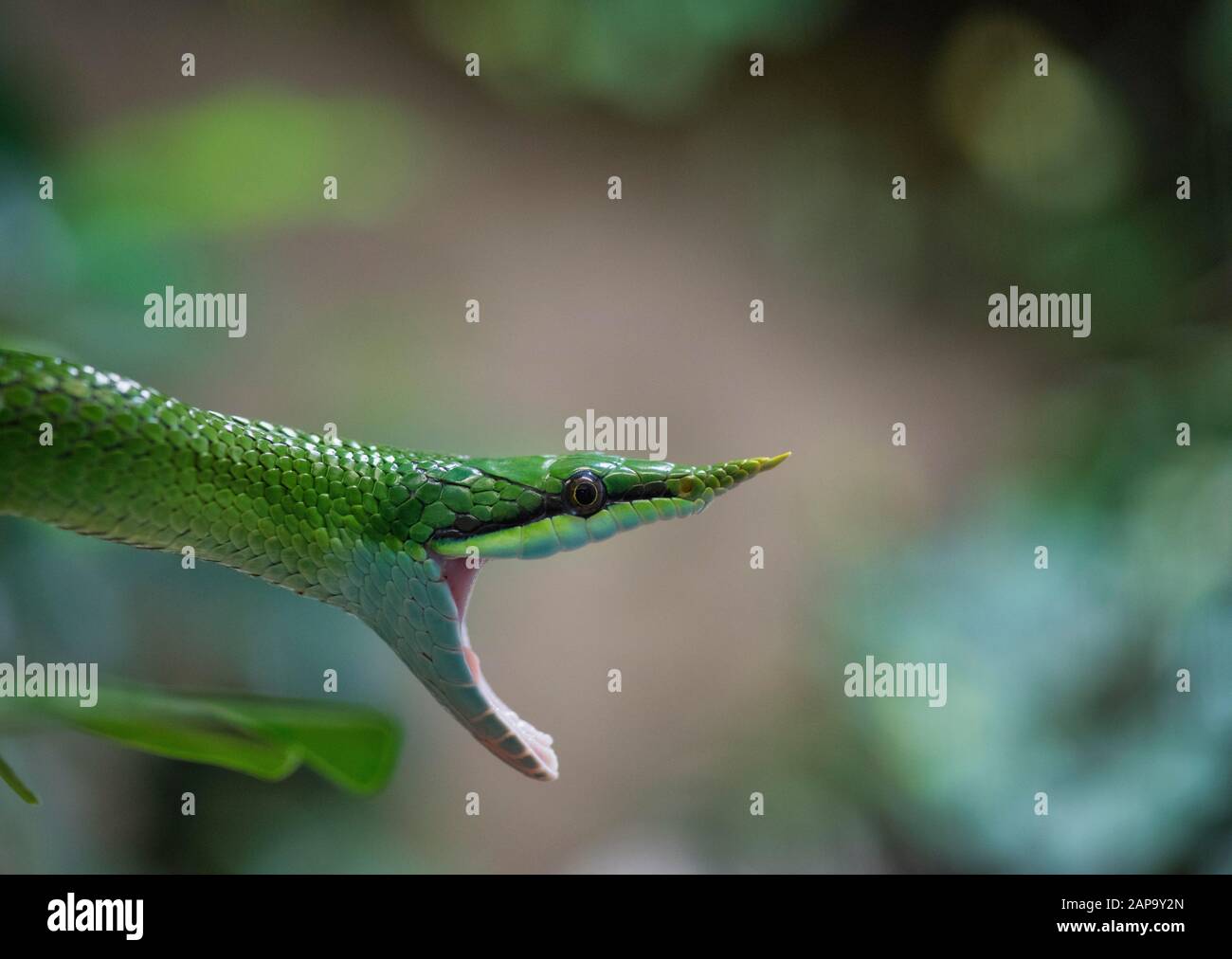 Serpent rhinoceros (Gonyosoma boulengeri), adulte, portrait animal, bouche ouverte, captif, Chine Banque D'Images