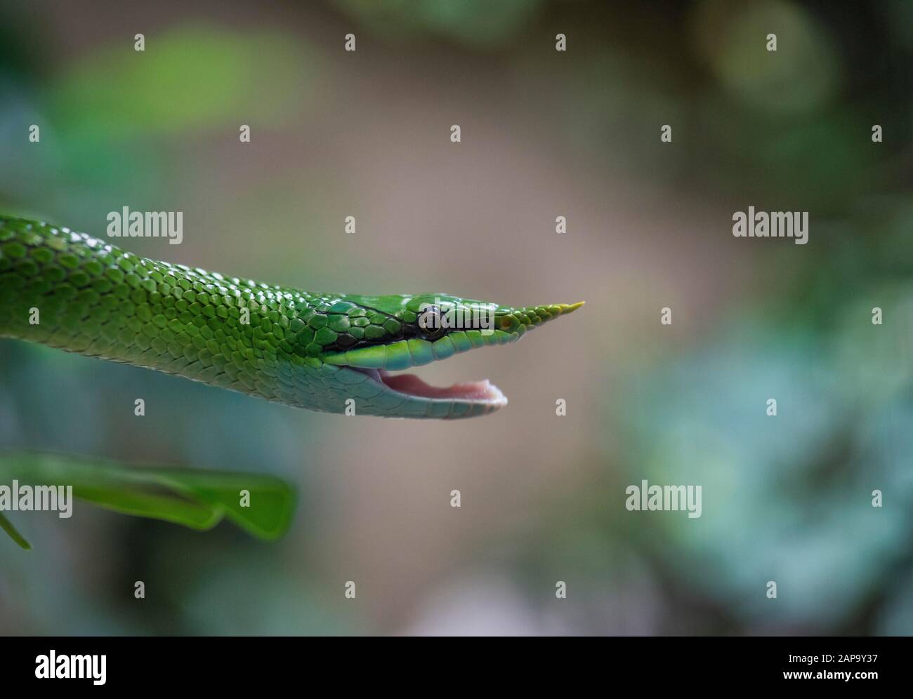 Serpent rhinoceros (Gonyosoma boulengeri), adulte, portrait animal, bouche ouverte, captif, Chine Banque D'Images