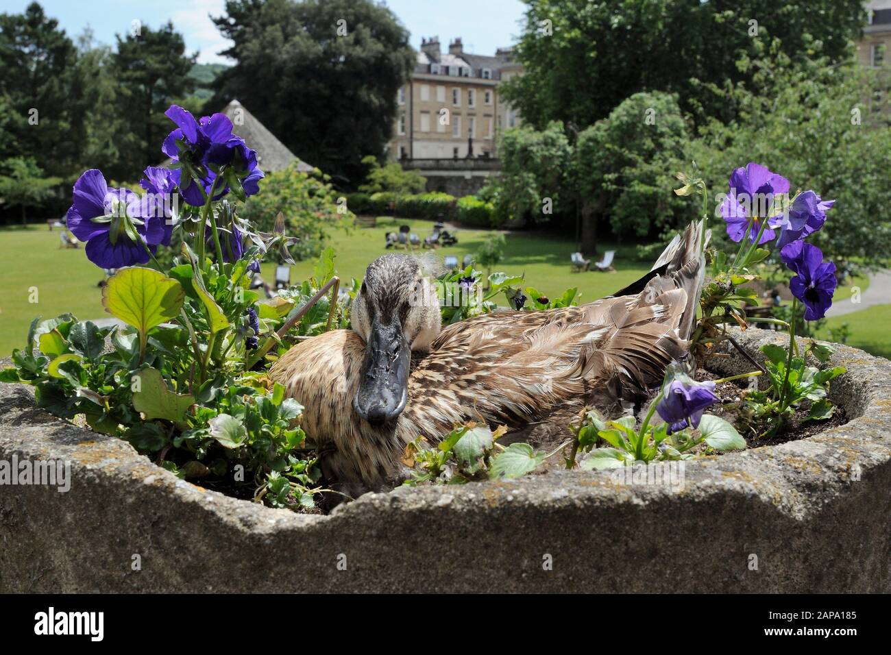 Canard colvert (Anas platyrhynchos) nichant dans un pot de fleurs en pierre ornementale parmi les Pansies dans Parade Gardens Park, Bath, Royaume-Uni, juin. Banque D'Images