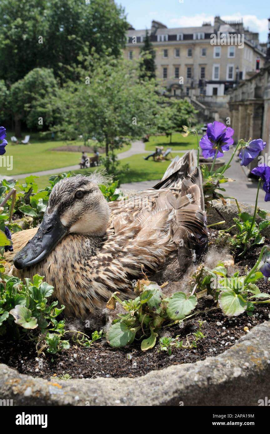 Canard colvert (Anas platyrhynchos) nichant dans un pot de fleurs en pierre ornementale parmi les Pansies dans Parade Gardens Park, Bath, Royaume-Uni, juin. Banque D'Images