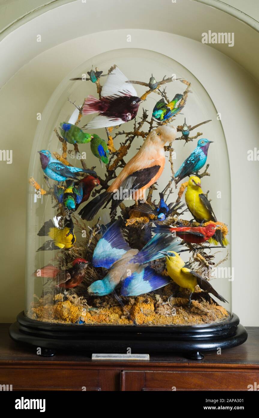 Cas bombé d'oiseaux farcis au Musée de Wallington, dans le Northumberland. Cela fait partie de la collection formée par Jane, Lady Wilson de Charlton Par Banque D'Images