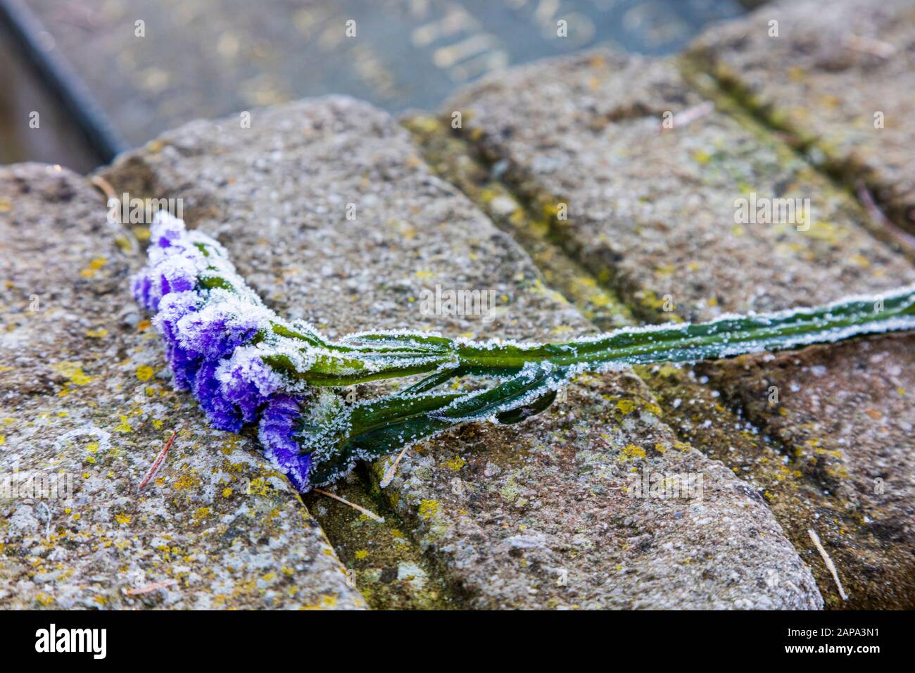 Le Churchyard Attrayant et bien entretenu à St Giles l'église abbé à Farnborough, Bromley, Londres, avec une faible lumière d'hiver et le gel, Royaume-Uni Banque D'Images