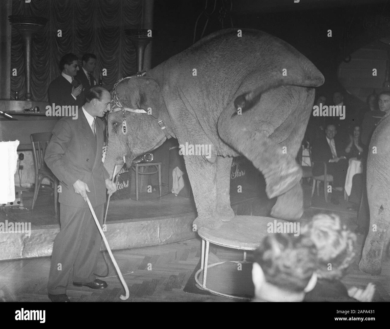 2 éléphants au Cabaret Casino, 1 éléphant en action Date : 25 février 1950 mots clés : amusement, éléphants, théâtre Banque D'Images