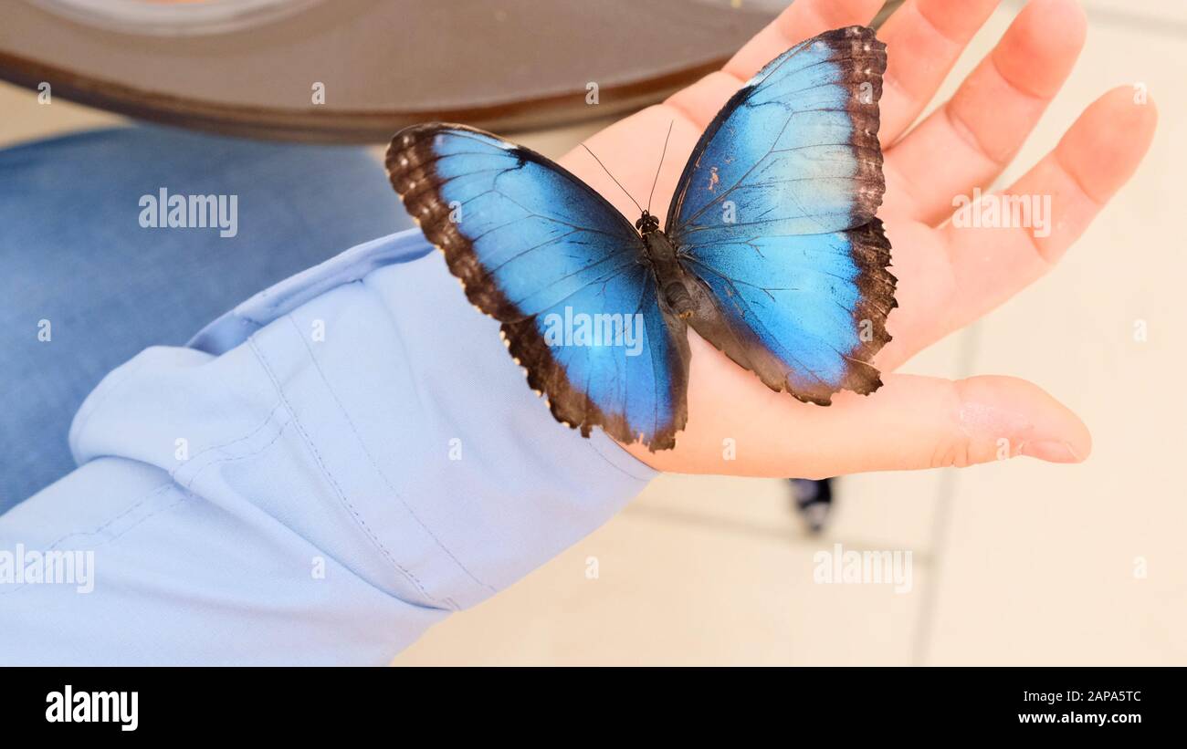 Le gros papillon bleu se trouve sur une main masculine. Gros plan. Banque D'Images