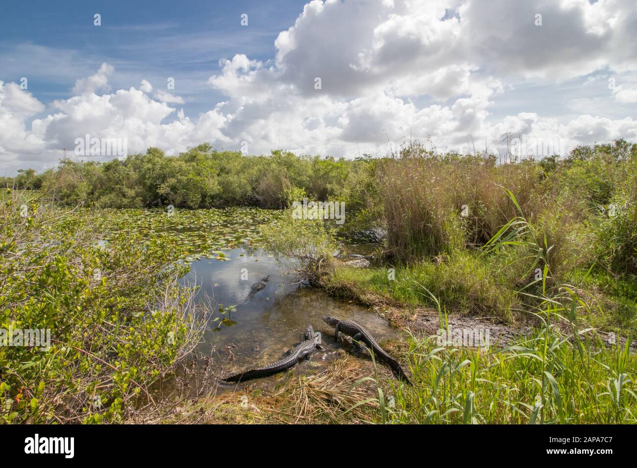 Le parc national des Everglades Banque D'Images